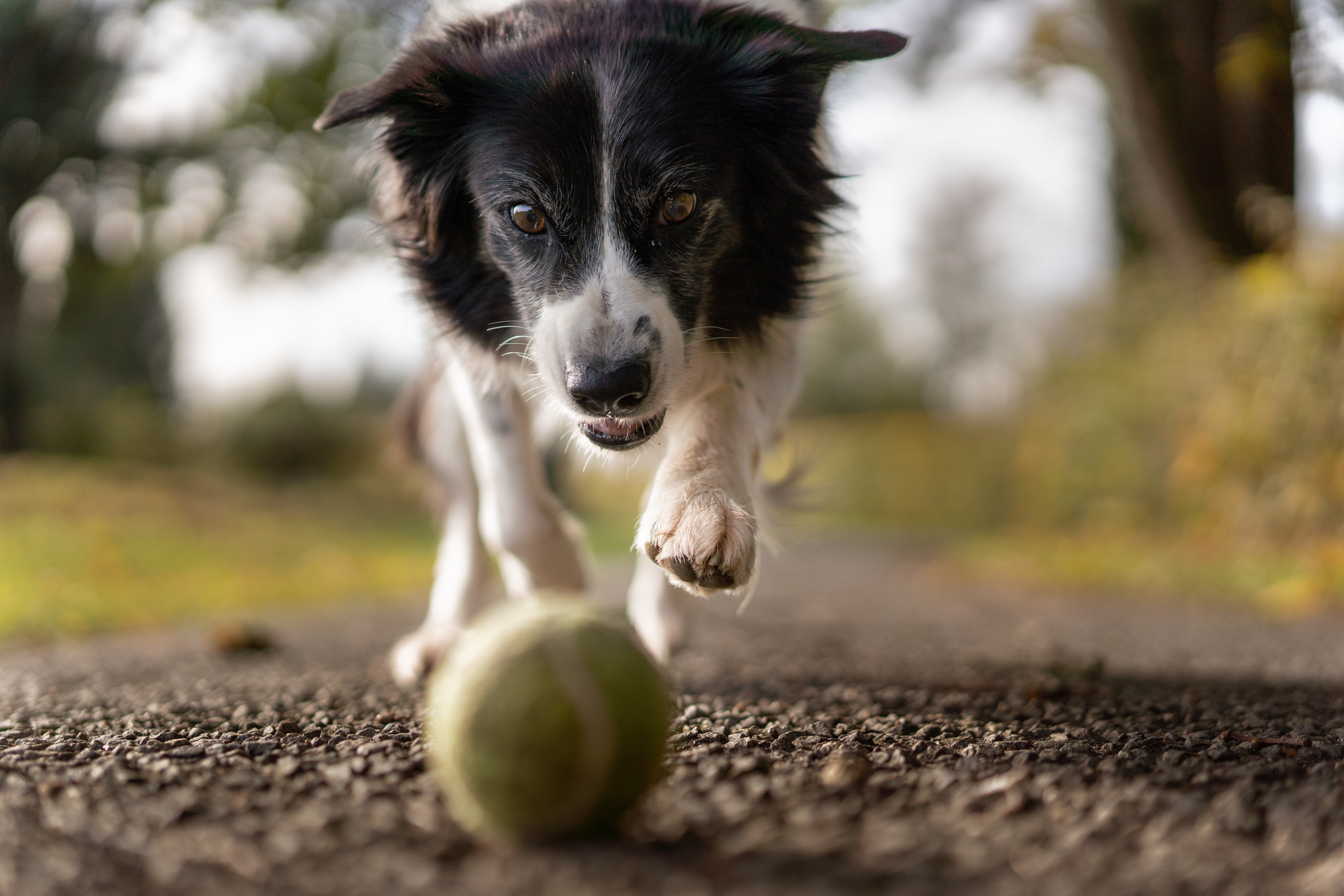 dog 2